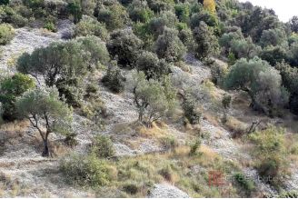006 5237 30 island brac agricultural land for sale