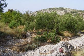 005 5514 30 Rogoznica Agricultural land near the sea for sale